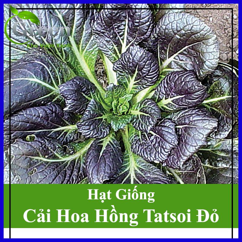 Hạt Giống Cải Hoa Hồng Tatsoi Đỏ