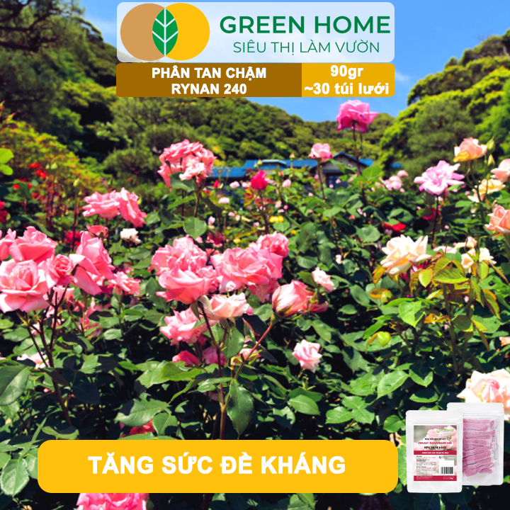 Phân Tan Chậm GreenHome, Rynan 240, Bao 90gr ~ 30 Túi Lưới 3gr, Dùng Cho Hoa Hồng Ra Hoa Đều Và Rực Rỡ