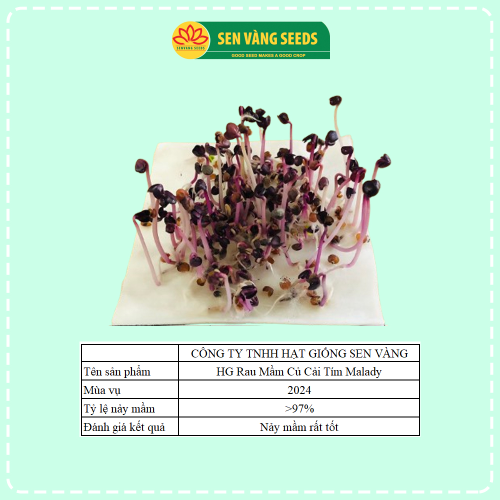 Hạt Giống Rau Mầm Malady - Nhập khẩu Ý, nảy mầm &gt;95%, siêu dinh dưỡng, chuẩn màu tím đậm, dễ trồng - HẠT GIỐNG SEN VÀNG