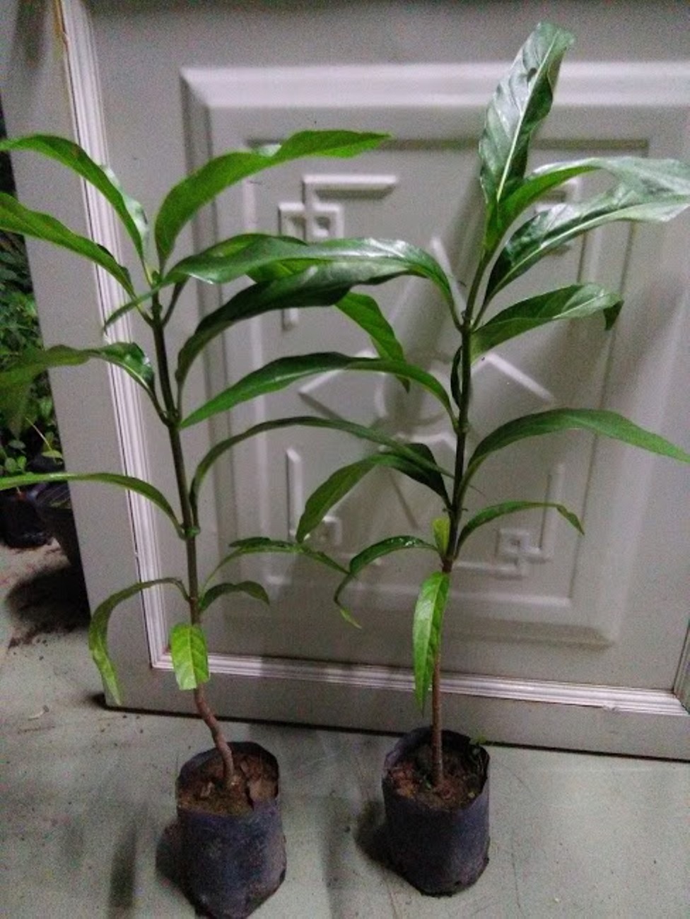 Cây nhàu giống
