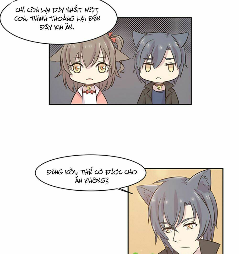 hai chú mèo totem chapter 20 11
