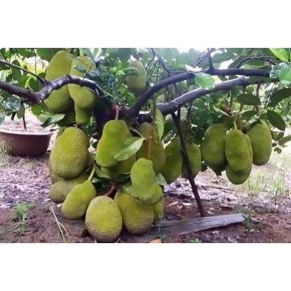 CÂY GIỐNG MÍT THÁI SIÊU SỚM SIÊU NGỌT.CAM KẾT GIỐNG CHUẨN, BẢO HÀNH CHUẨN F1