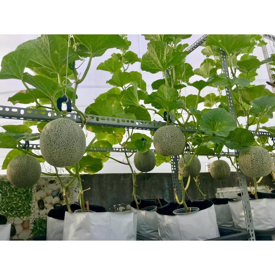 100 Hạt Dưa Lưới Xanh Ruột Vàng