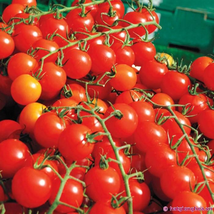 Hạt giống cà chua bi dây quả đỏ - 30 hạt/gói