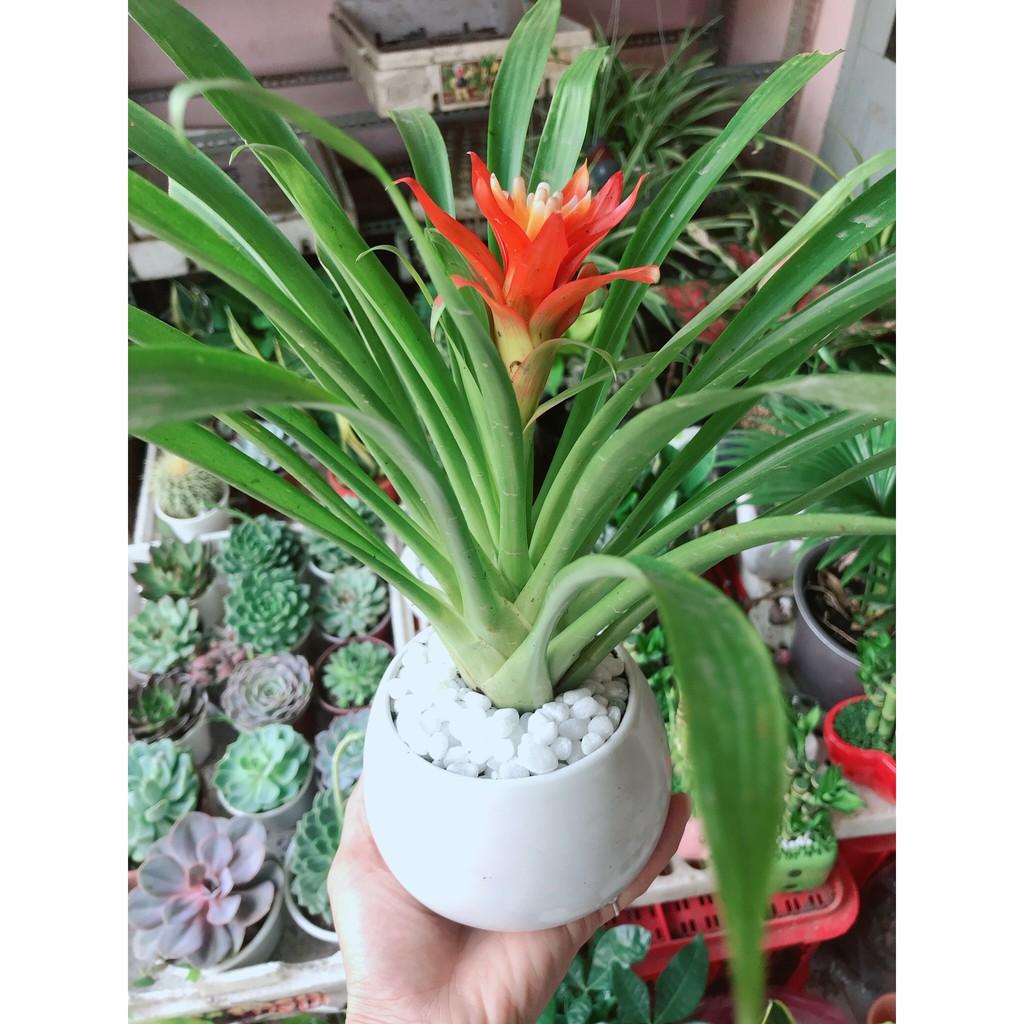 Chậu cây phong lộc hoa