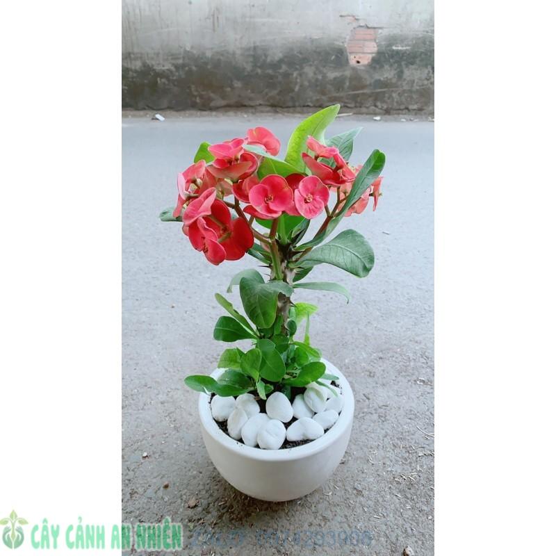 Chậu Xương Rồng Bát Tiên