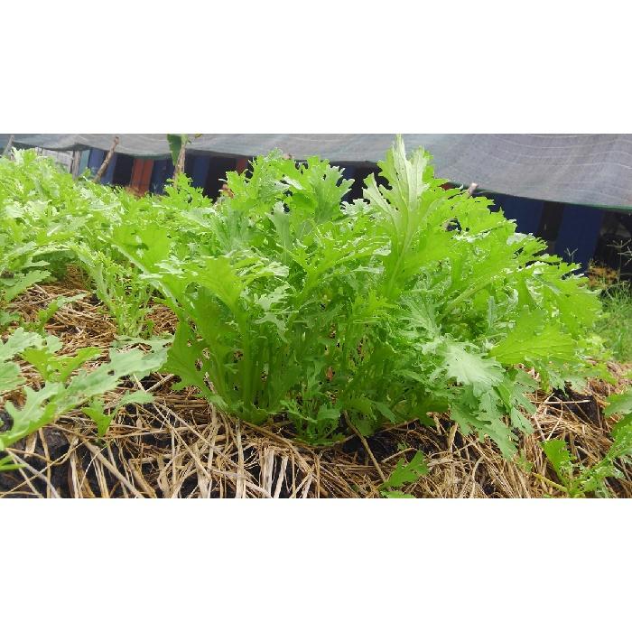 Hạt giống rau cải đuôi phượng xanh - 1 gói 10gram