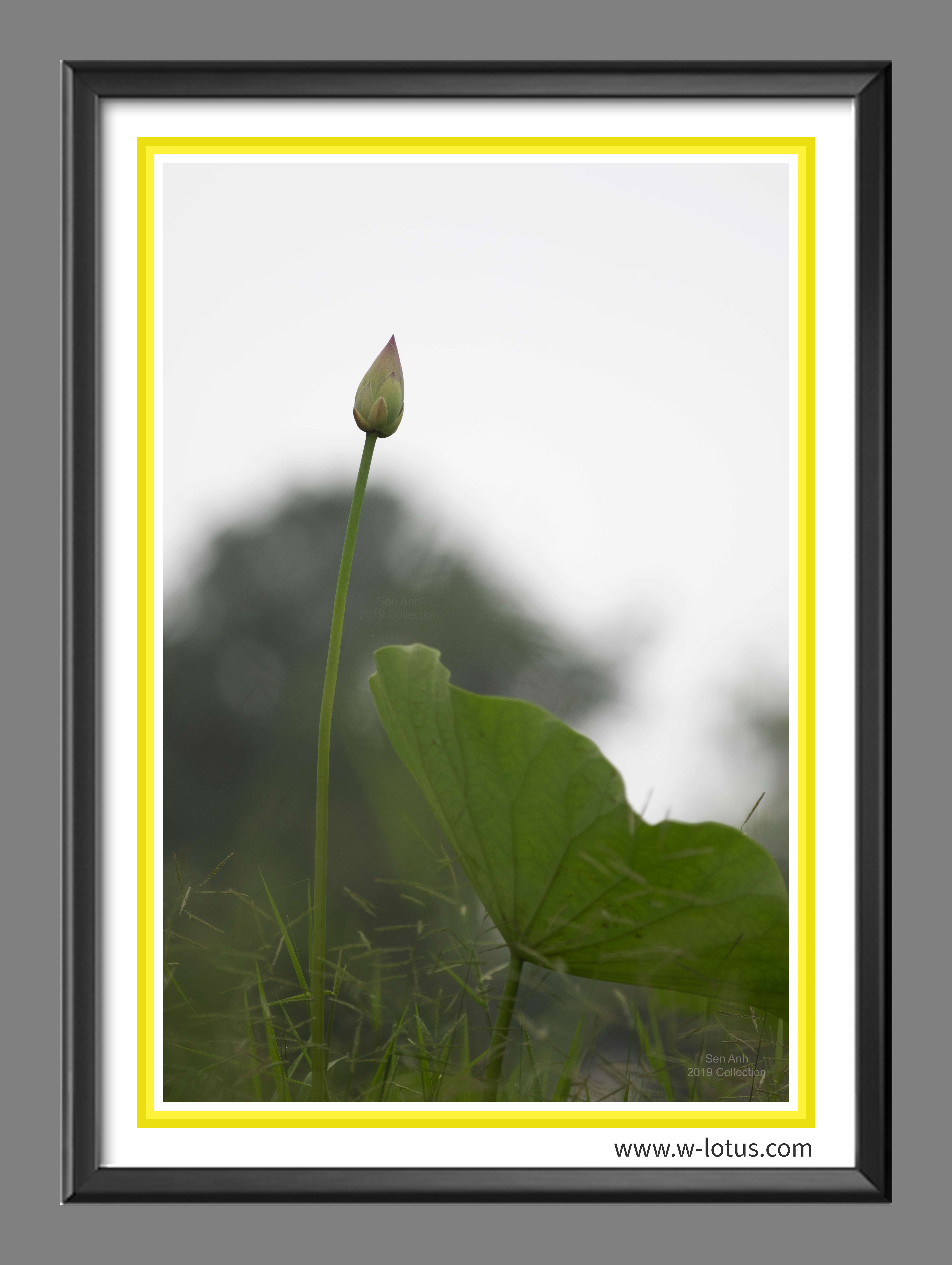 Tranh canvas hoa Sen treo phòng khách ST-00053