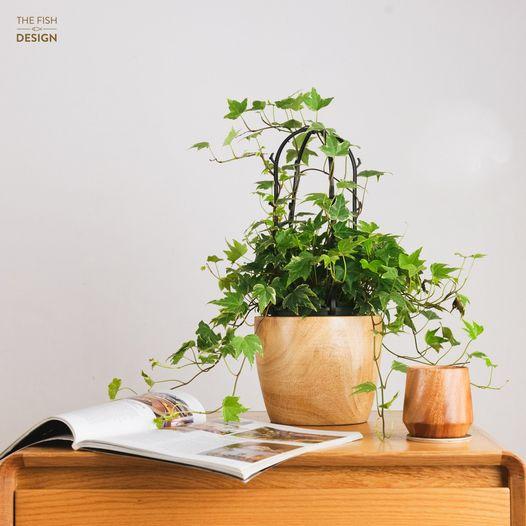 Chậu cây thường xuân dáng rủ mảnh mai hợp với những người mệnh Thủy, Mộc, biểu tượng cho tuổi trẻ, sự vĩnh hằng, sự may mắn, tài lộc | size LS | The Fish Design