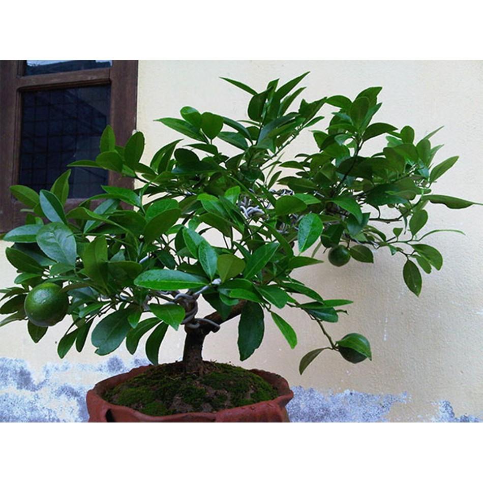 Phân Bón 20-20-15 - 3 Màu Cao Cấp Đầu Trâu NPK