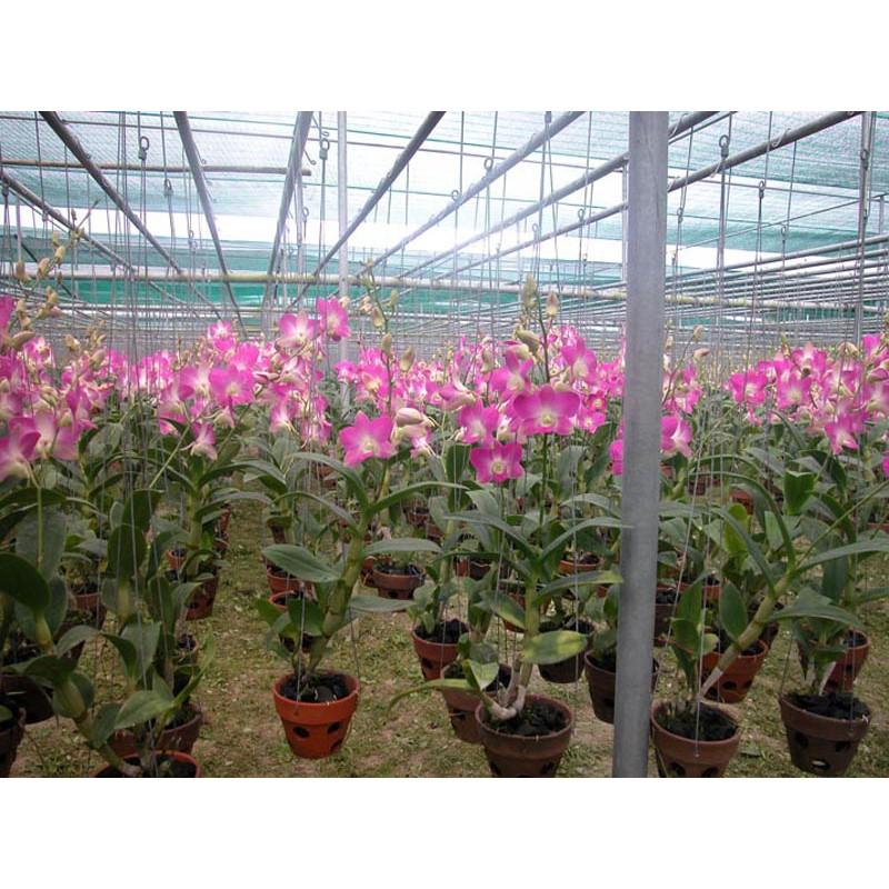 20 Móc Treo Chậu Bằng Kẽm 80CM