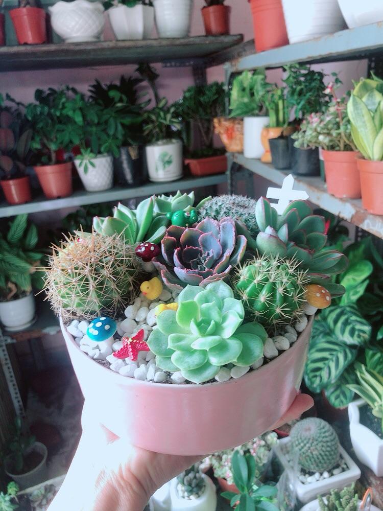 Chậu Sen Đá Xương Rồng Tiểu Cảnh