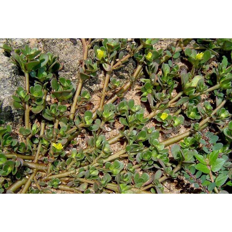 Rau sam - bầu cây giống