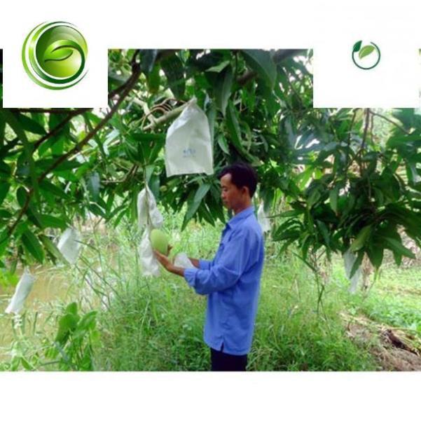 COMBO 500 TÚI BỌC TRÁI CÂY BƠ, ỔI, XOÀI TÚI CÓ DÂY RÚT 16x20CM