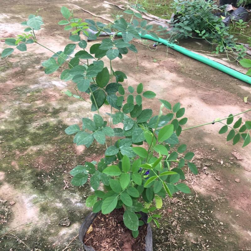 Cây đậu biếc leo giàn trồng bịch đen