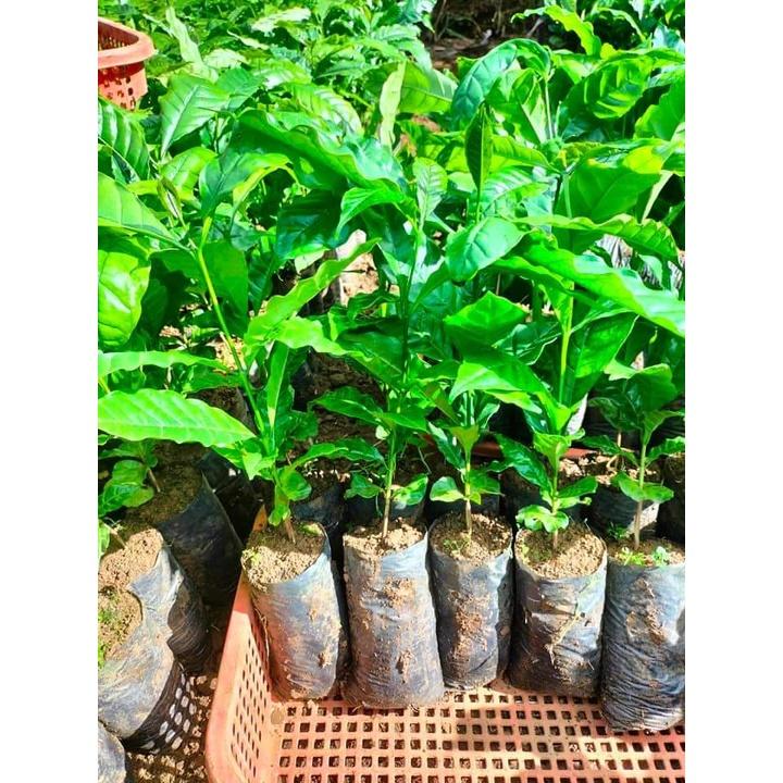 Giống Cây Cà Phê CuLi Siêu Trái