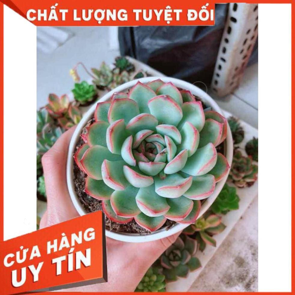 Combo sen đá viền hồng kèm chậu sứ trắng Nhiều Người Mua