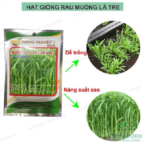 Hạt giống rau muống lá tre