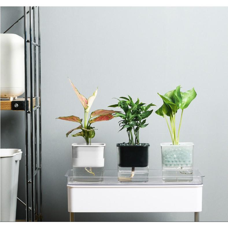Chậu cây mini 2 lớp tự hút nước siêu tiện ích