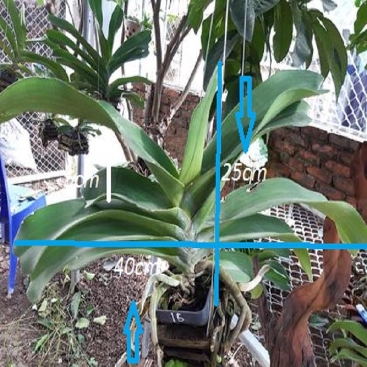 Hoa lan giáng hương ngọc điểm, cây to, bộ rễ khỏe,hàng bóc rừng
