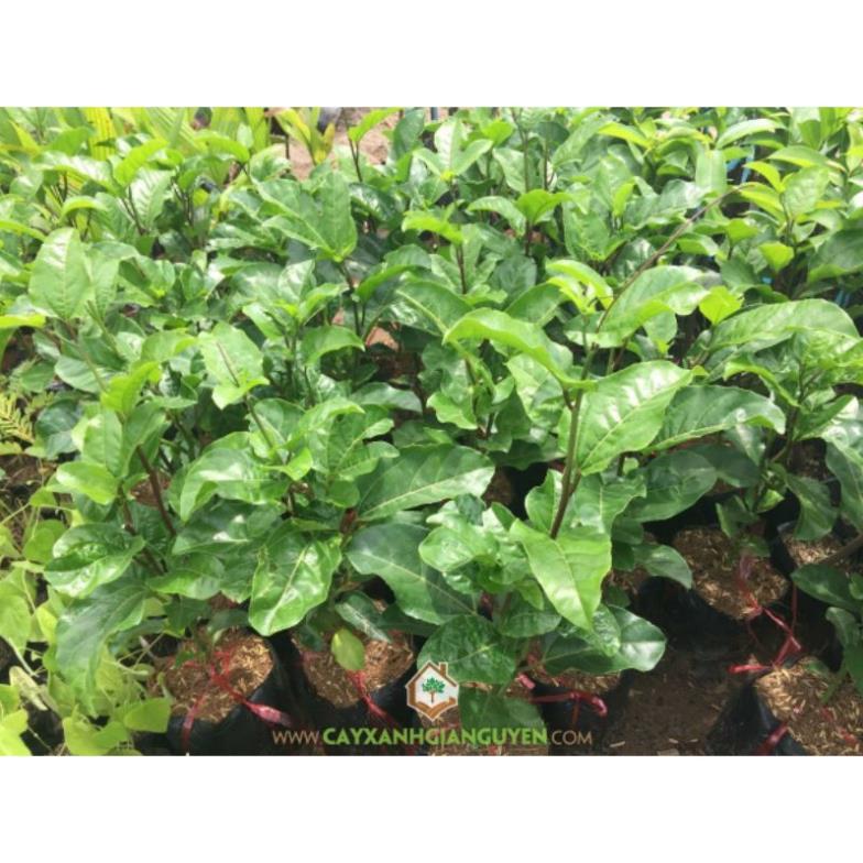 GIỐNG CÂY CHANH DÂY NĂNG SUẤT CAO