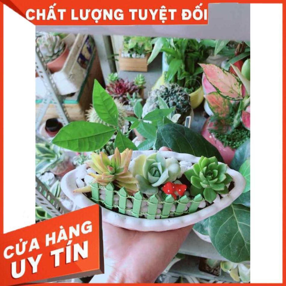 Chậu Sen Đá Nhiều Người Mua