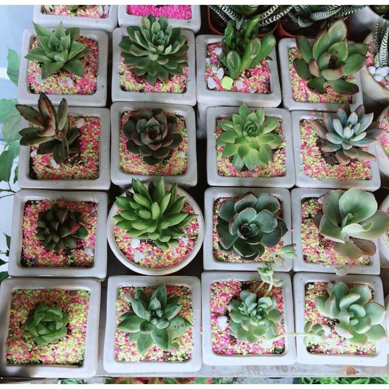 Combo 10 Chậu Sen Đá