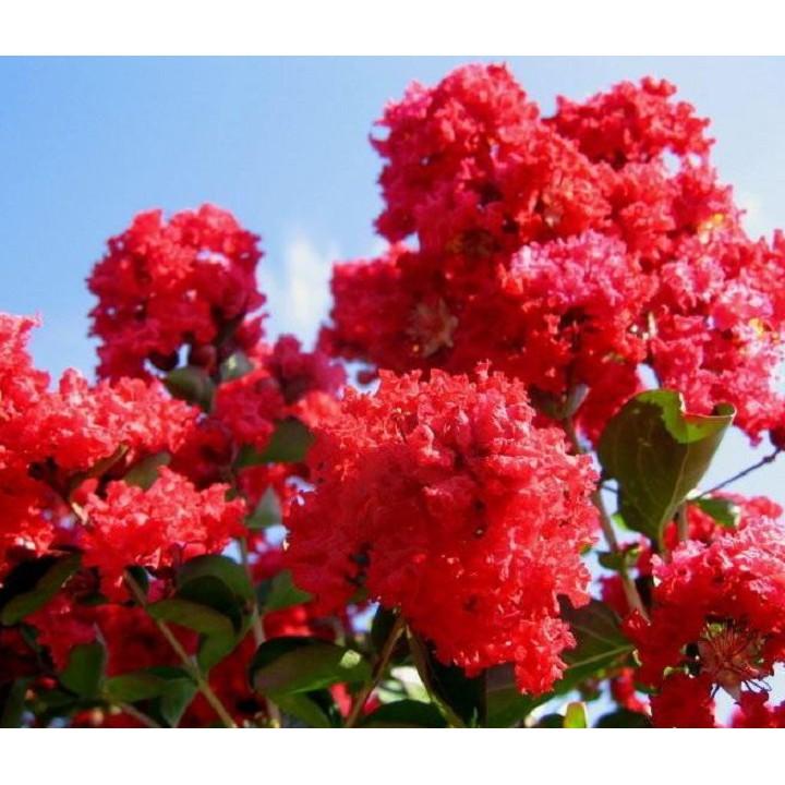 CÂY GIỐNG TƯỜNG VY HUYẾT LONG