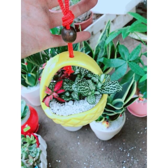 Chậu cây lá cẩm nhung hay lá may mắn