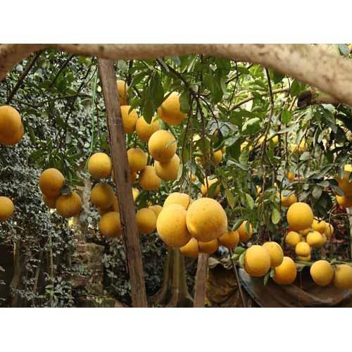 CÂY GIỐNG BƯỞI DIỄN SIÊU NGON SIÊU QUẢ- CAM KÊT GIỐNG CHUẨN F1 + Tặng 01 cây dâu da đất