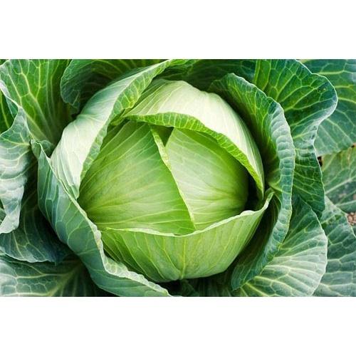 Hạt giống BẮP CẢI - 0,2gram