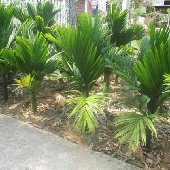 Cây giống CAU LÙN - Cây giống chuẩn F1