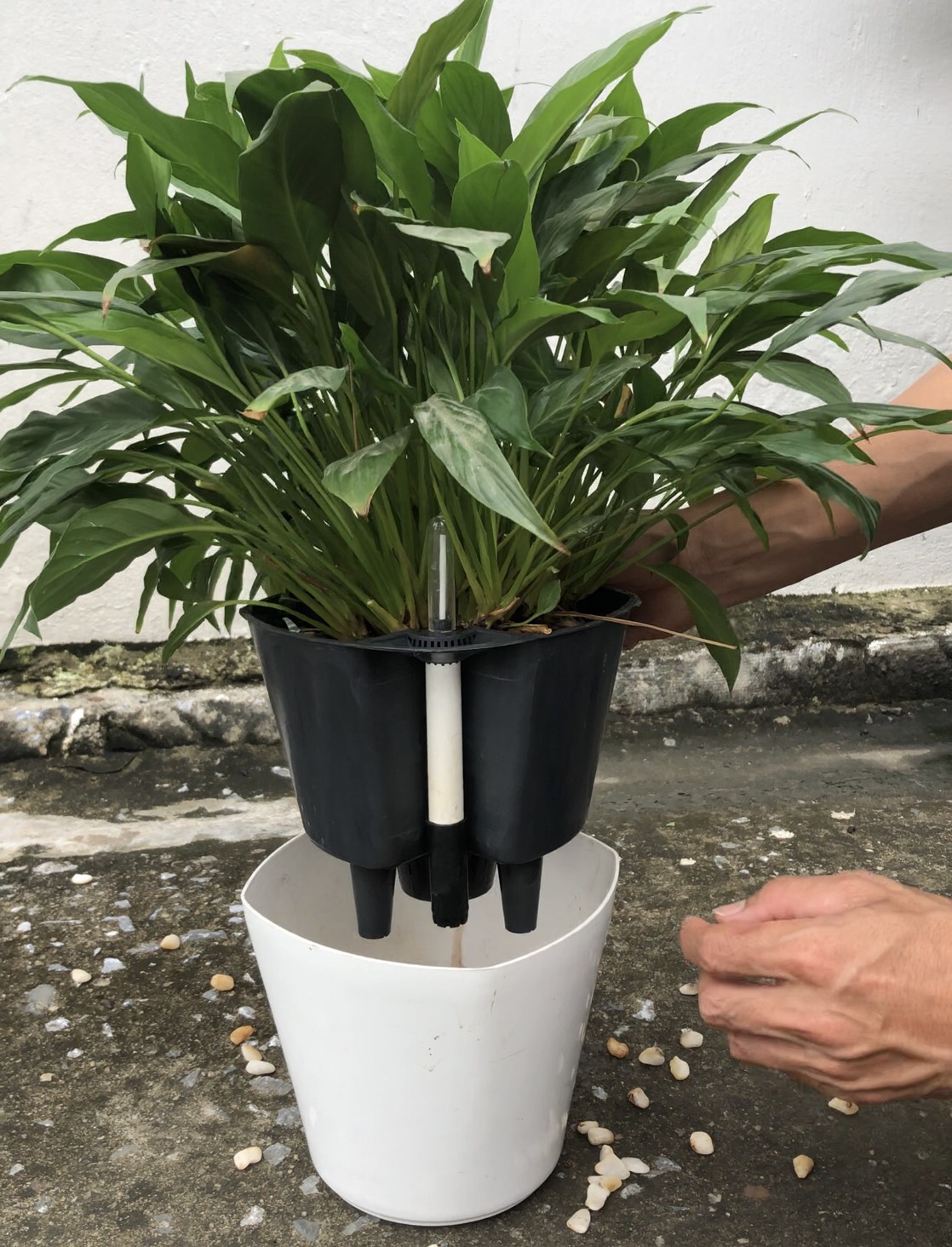 CHẬU TRỒNG CÂY THÔNG MINH TỰ DƯỠNG: Có Phao Báo Nước, Chậu Tự Dưỡng Thông Minh, Trồng Cây Văn Phòng, Nội Thất, Tự Tưới Thẩm Thấu, Nhựa ABS Cao Cấp An Toàn, Tiện Lợi
