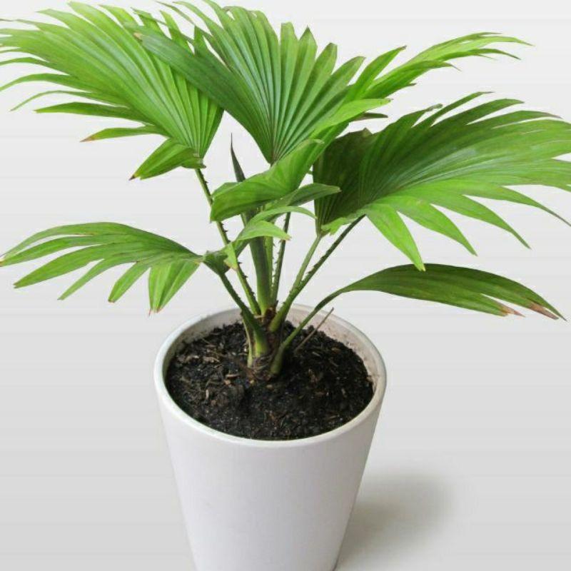Cây Cọ Mini