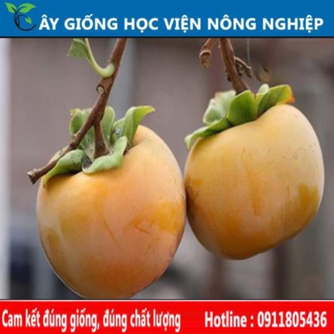 Sản phẩm Cây Ăn Trái cây giống hồng giòn vị ngọt đặc biệt