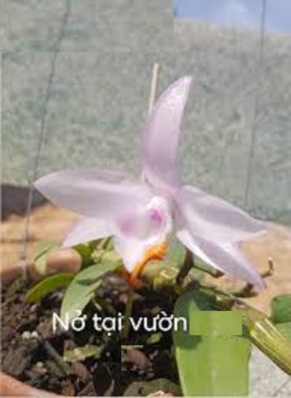 Phi điệp đột biến HỒNG NHẬT HẠ chuẩn giống cam kết chất lượng