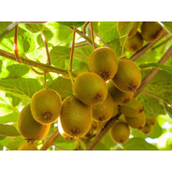 Hạt giống cây ăn trái kiwi KNS3452 - Gói 30 hạt