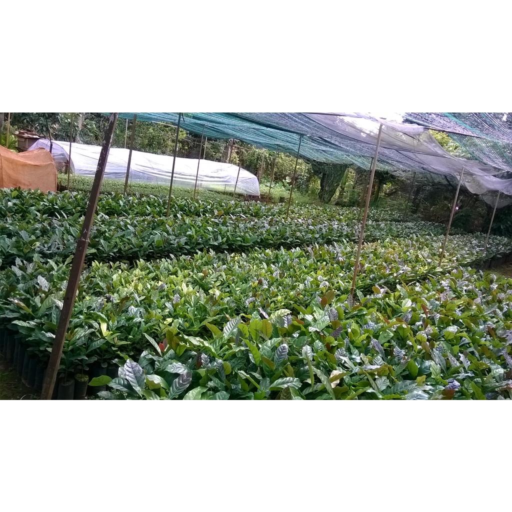 Cây giống Cà Phê TR9 ghép CAO SẢN . .
