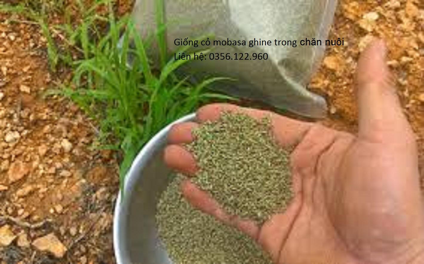 1kg Hạt giống cỏ xả lá lớn Mobasa ghine - cỏ chăn nuôi