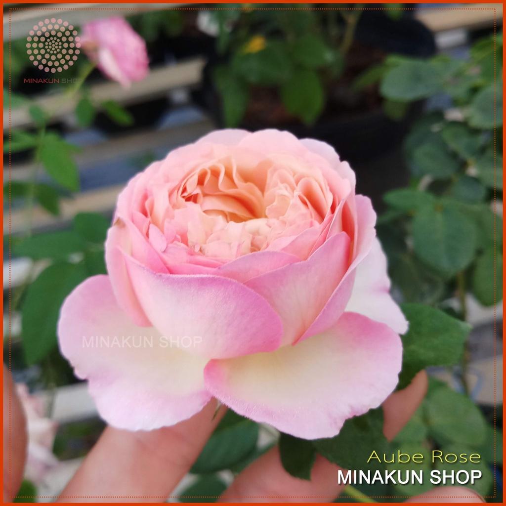 Hoa hồng ngoại Aube Rose siêu đẹp cực hot
