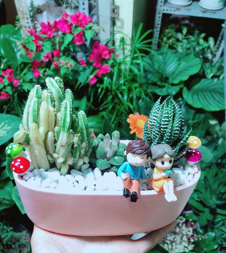 Chậu Xương Rồng Tiểu Cảnh