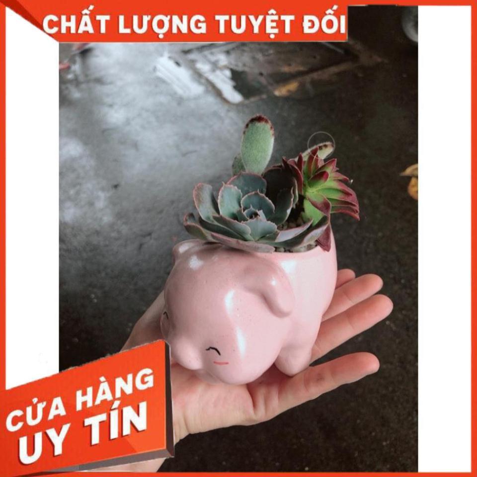 Chậu sen đá tiểu cảnh 13