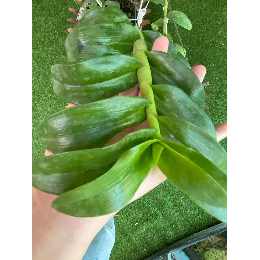 Phi điệp đột biến PHÚ QUÝ CHẤT LƯỢNG UY TÍN