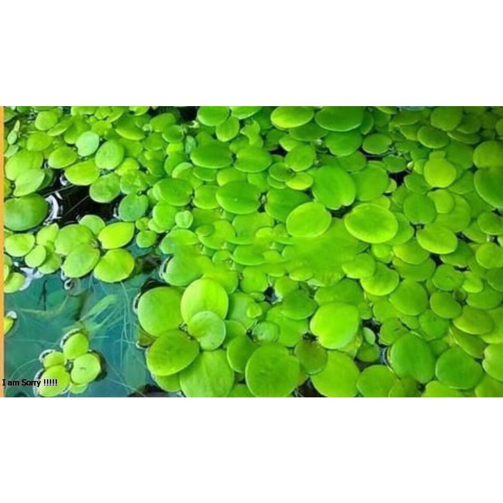 Bèo Nhật dễ trồng 45 cây Bèo thủy sinh - Cây Thủy Sinh - Phụ kiện thủy sinh