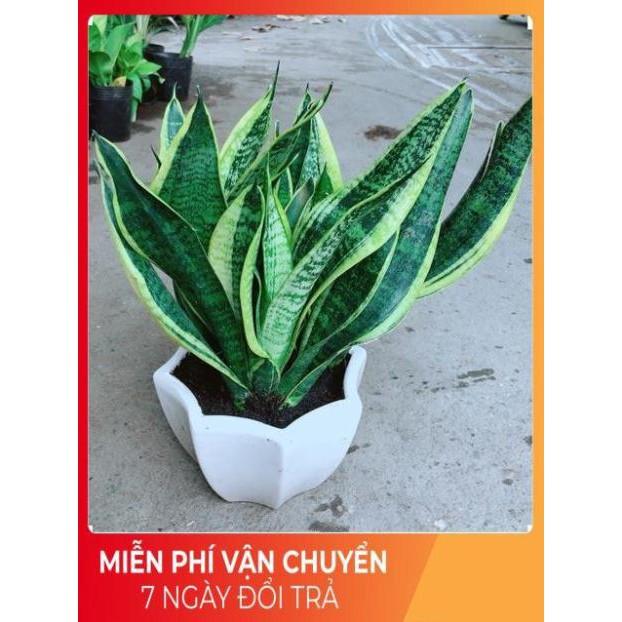 Chậu Lưỡi Hổ Size Lớn