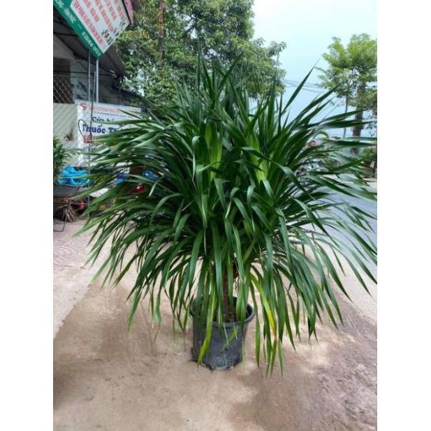 Phát tài núi cây to đẹp