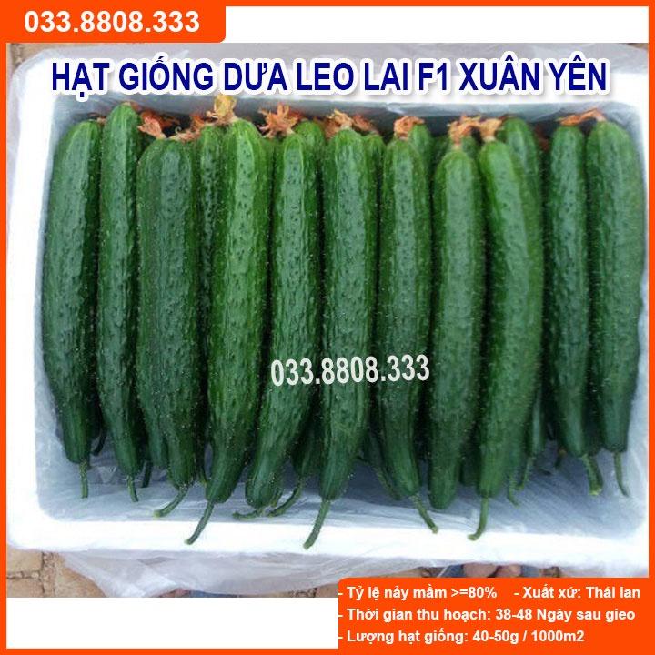 Hạt Giống Dưa Leo Lai Xuân Yên F1 1gram- Dưa Quả Dài Đẹp Năng Suất Cao
