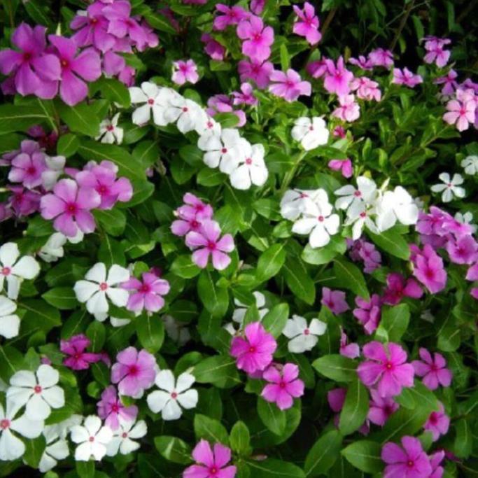 CHẬU HOA DỪA CẠN SIÊU ĐẸP