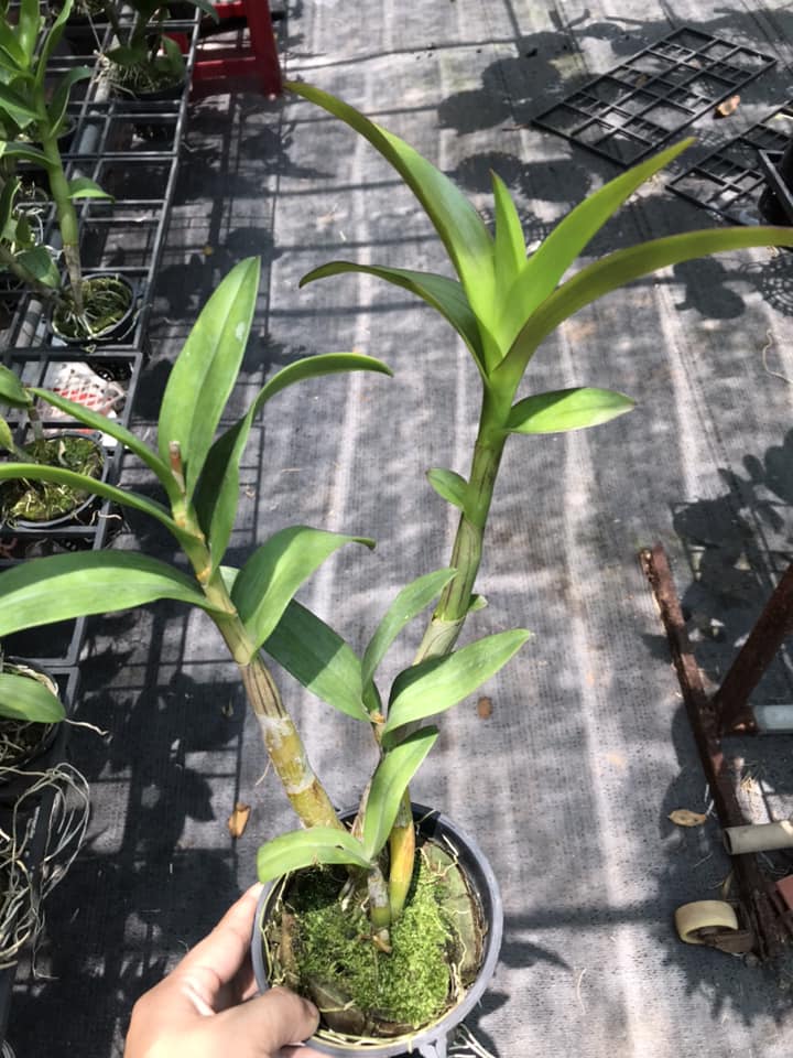 CÂY HOA LAN  Denro TÍM HUẾ