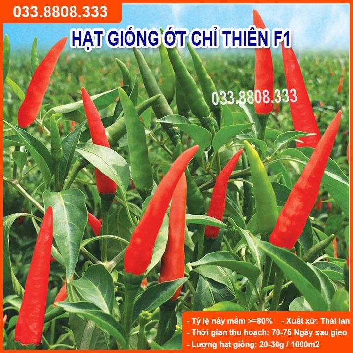 HẠT GIỐNG ỚT CHỈ THIÊN F1 RẤT CAY SIÊU QUẢ 5GRAM